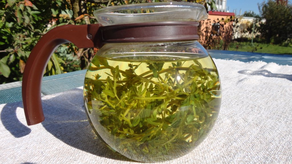 čaj kotvičník zemní